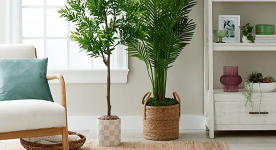 Bring the Beauty of Nature Inside With Indoor Live Trees photo 3