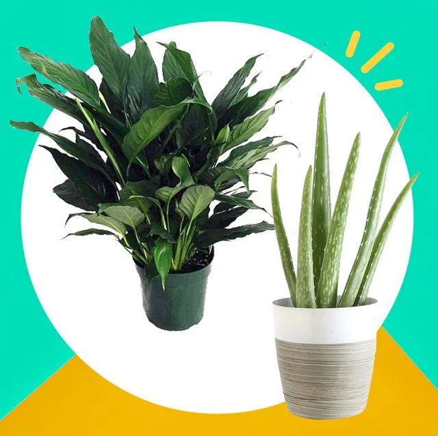10 Best Low Light Indoor Plants for Your Home image 2