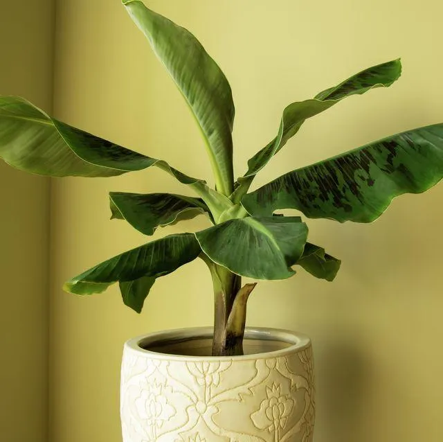 Interesting Indoor Plant Trees That Will Thrive Inside Your Home photo 4