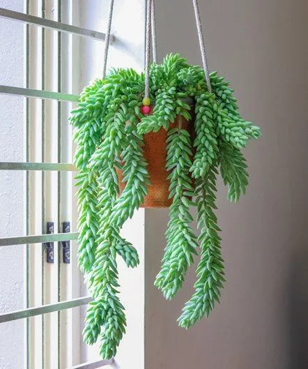 The Top 10 Low Maintenance Indoor Hanging Plants That Are Easy to Care For photo 2