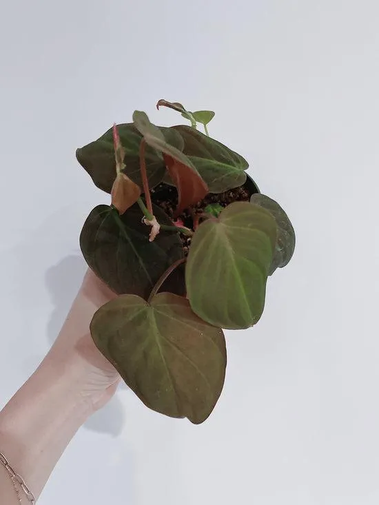 Care Guide for Indoor Plants with Velvety Soft Leaves – How to Grow and Take Care of Plants with Velvet Texture photo 3