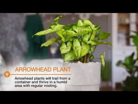 Easy Care Indoor Trees: Low Maintenance Plants for Your Home photo 3