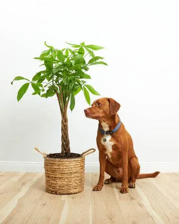 Easy Care Indoor Trees: Low Maintenance Plants for Your Home photo 4