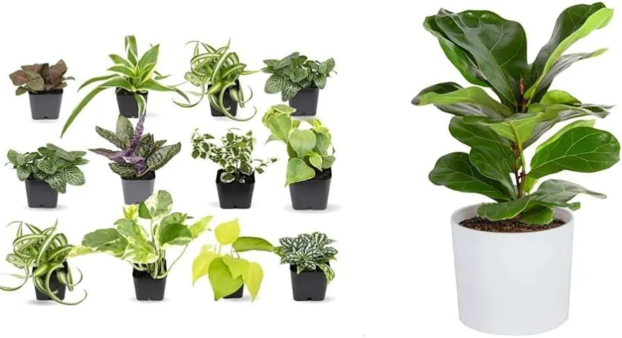 Indoor Plant Options for Very Small Containers – Choose the Best Plants for Tiny Pots photo 2