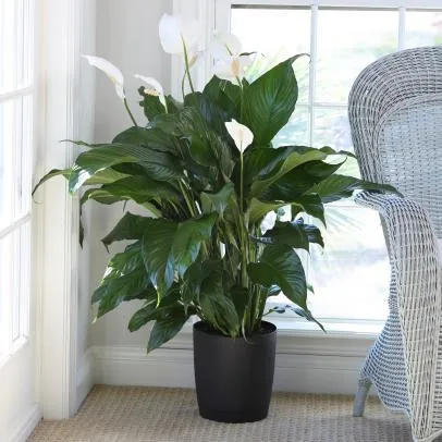 Best Indoor Plants That Thrive Without Sunlight – Indoor Plant Care Tips photo 4