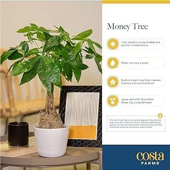 Easy Care Indoor Trees for Your Home: Low Maintenance Plant Options photo 4