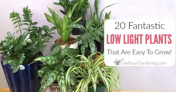 Easy Low Light Indoor Trees That Thrive Without Sunshine image 0