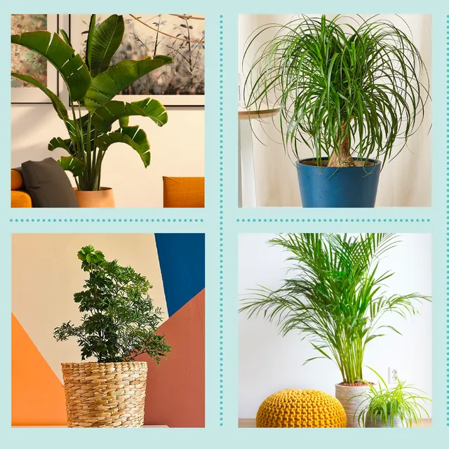 Indoor Plant Trees: The Best Faux & Real Mini Tree Plants for Your Home photo 3