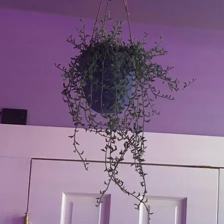 Care Guide for the Purple Vine Houseplant – How to Grow and Care for Purple Wisteria Vine Indoors photo 3
