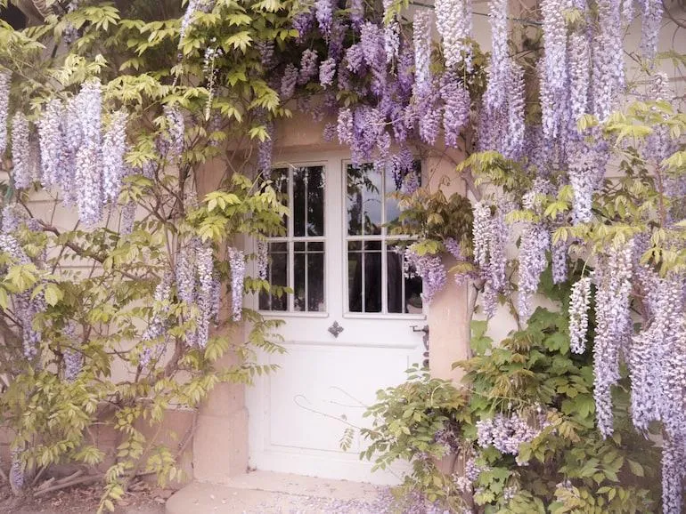 Care Guide for the Purple Vine Houseplant – How to Grow and Care for Purple Wisteria Vine Indoors photo 4