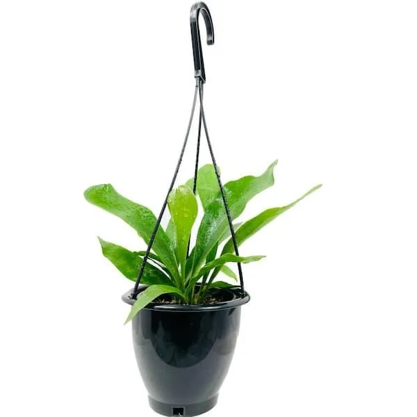 Rare and Unique Hanging Plant Varieties to Add to Your Home photo 3