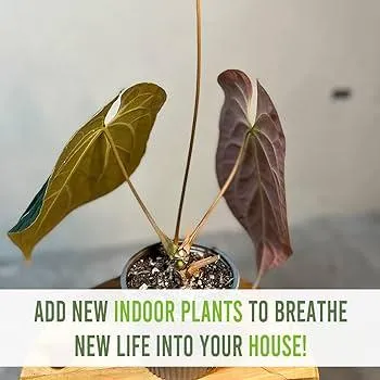 Rare and Unique Houseplants to Add Character to Your Home photo 2
