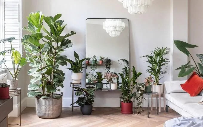 Rare and Unique Houseplants to Add Character to Your Home photo 3