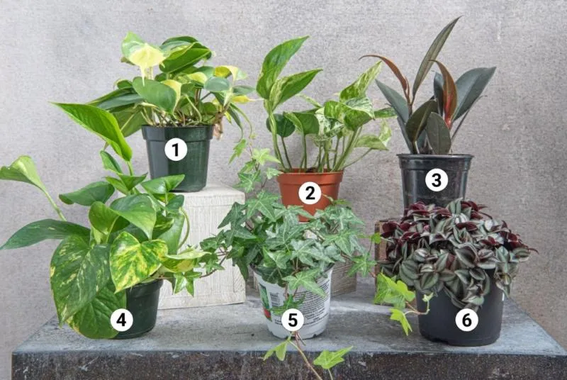 How to Root Ivy Cuttings in Water for Beautiful Houseplants image 2