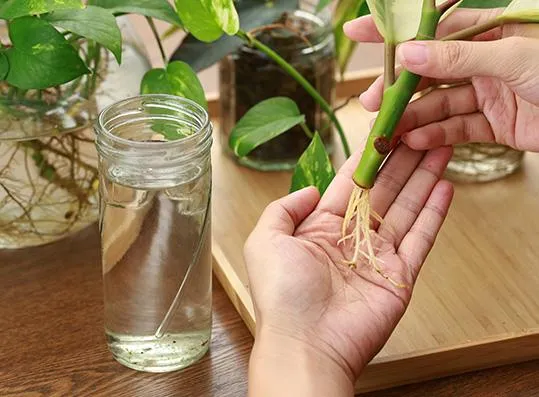 How to Root Ivy Cuttings in Water for Beautiful Houseplants image 3
