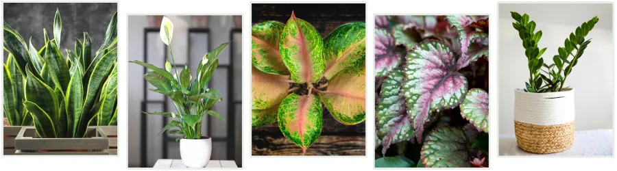 10 Excellent Low-Light Indoor Plants You’ll Love – Add Greenery to Your Home Without Sunshine photo 4