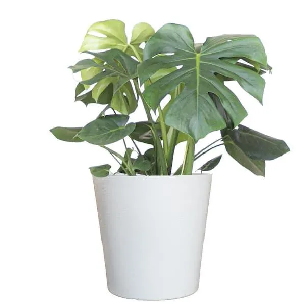 Is Your Monstera Plant Pet Friendly? Safety Tips for Pets Around Monsteras image 2