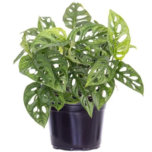 Is Your Monstera Plant Pet Friendly? Safety Tips for Pets Around Monsteras image 4