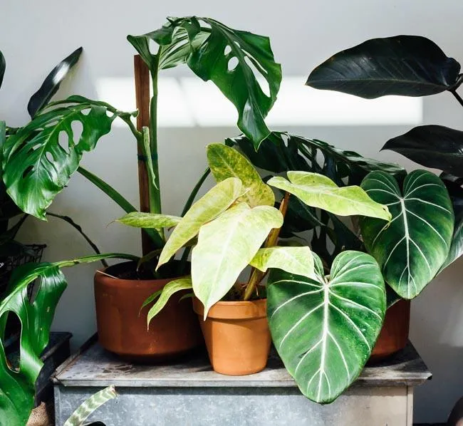 Is Monstera Safe for Cats? Is the Popular Houseplant Toxic to Felines? image 2