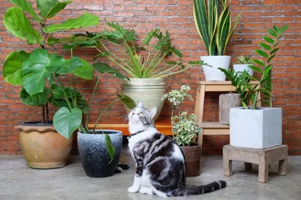 Is Monstera Safe for Cats? Is the Popular Houseplant Toxic to Felines? image 3