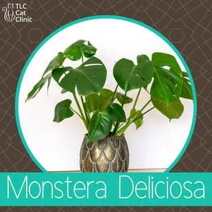 Is Monstera Safe for Cats? Is the Popular Houseplant Toxic to Felines? image 4