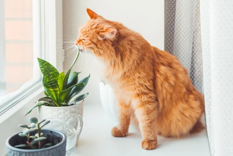 Is Pachira Aquatica Poisonous or Toxic to Cats? Everything You Need to Know image 4