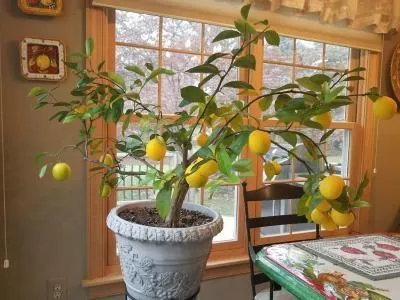 Best Small Indoor Tree Plants for Your Home – Tree Varieties for Indoor Growers photo 3