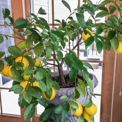 Best Small Indoor Tree Plants for Your Home – Tree Varieties for Indoor Growers photo 4