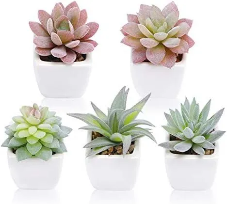 Best Indoor Plants for Small Spaces – Easy Care Houseplants for Desktops and Windowsills photo 3
