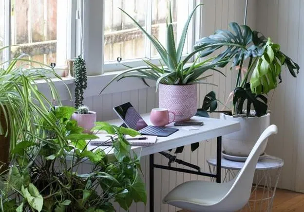 Best Indoor Plants for Small Spaces – Easy Care Houseplants for Desktops and Windowsills photo 4