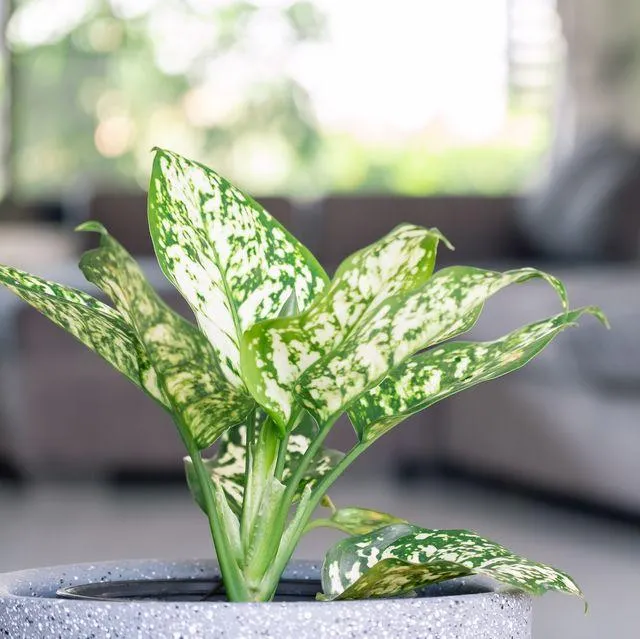Top Small Leaf Indoor Plants to Brighten Any Home image 2