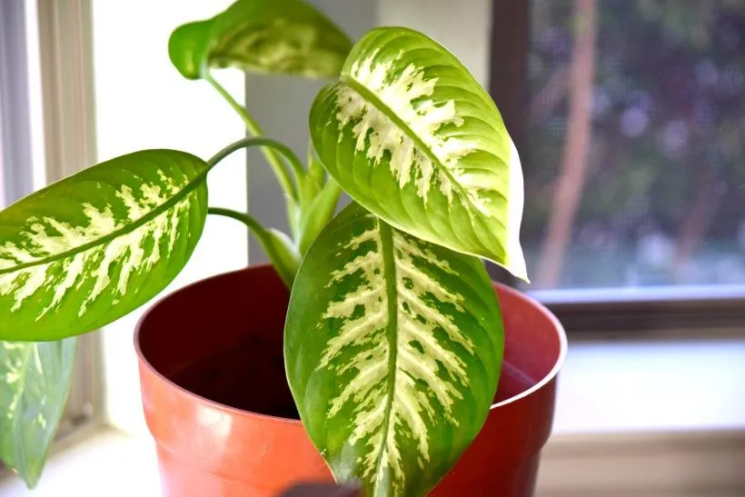 Top Small Leaf Indoor Plants to Brighten Any Home image 3