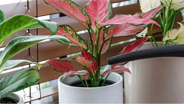 Small Indoor Trees: Low Maintenance Plants Perfect for Your Home photo 3