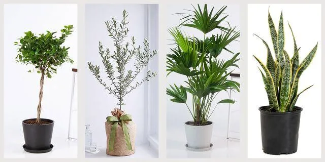 Small Indoor Trees: Low Maintenance Plants Perfect for Your Home image 0