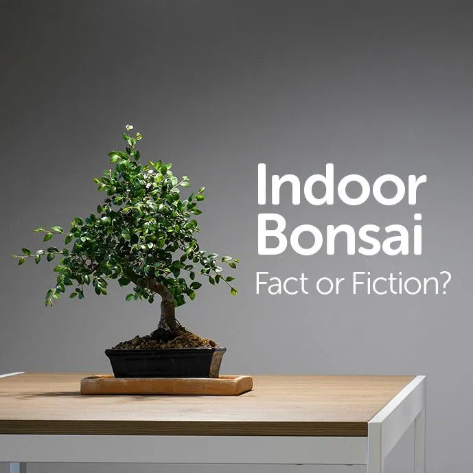Best Small Trees for Growing Indoors – Choose from Bonsai Trees, Dwarf Ficus, and More Options for Indoor Planting image 2