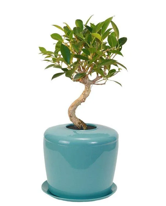 Best Small Trees for Growing Indoors – Choose from Bonsai Trees, Dwarf Ficus, and More Options for Indoor Planting image 3