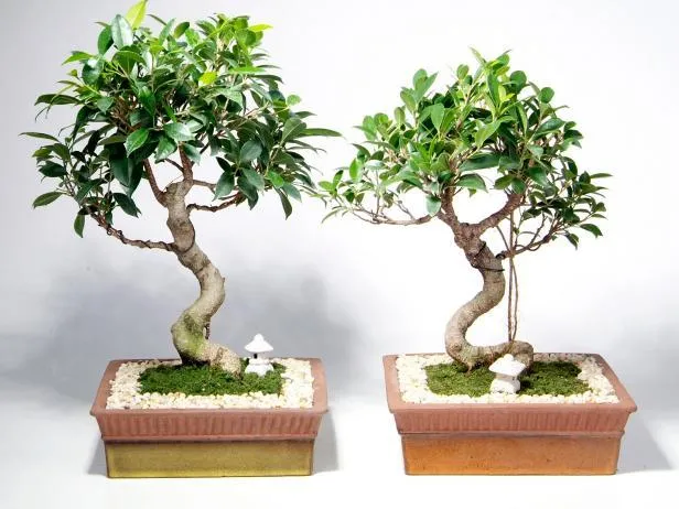 Best Small Trees for Growing Indoors – Choose from Bonsai Trees, Dwarf Ficus, and More Options for Indoor Planting image 4