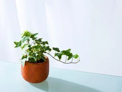 Ivy House Plant Care: A Complete Guide to Growing and Caring for English Ivy image 3