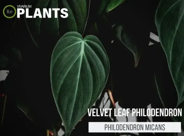 Soft Velvet Leaf Plant Care: Growing Guide for Velvet Leaves image 2