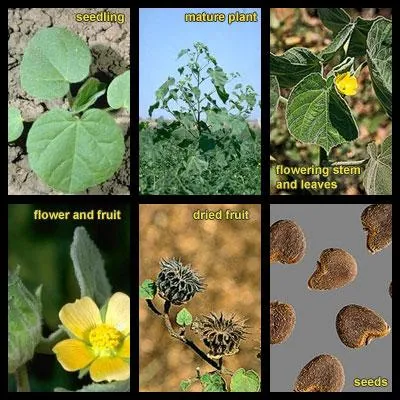 Soft Velvet Leaf Plant Care: Growing Guide for Velvet Leaves image 3