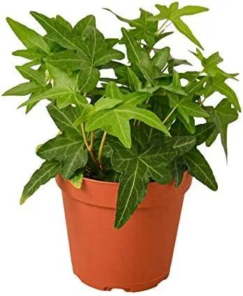 Indoor Ivy Plants: A Complete Guide to Growing English Ivy and Other Houseplant Varieties photo 4