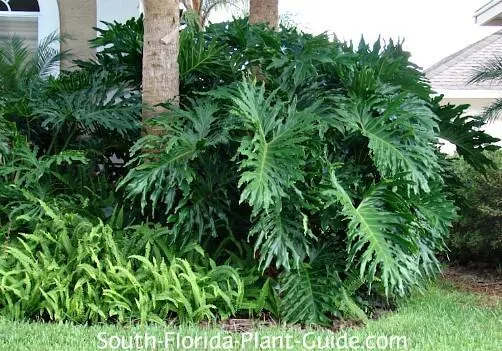 Care and Growth Tips for Split Leaf Philodendron Florida Plants photo 3