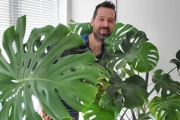 Care and Growth Tips for Split Leaf Philodendron Florida Plants photo 4