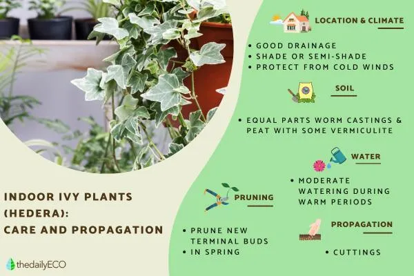 Everything You Need to Know About Caring for Ivy Plants Indoors image 3