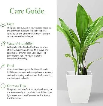 How to Care For Ivy Plants Indoors: Watering, Light, and Maintenance Tips image 4