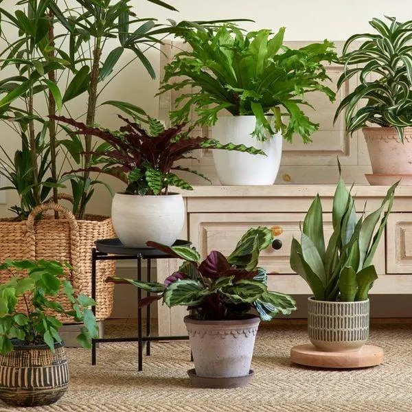 The Complete Guide to Indoor Ivy Plant Care: Watering, Light, and Tips for a Thriving Houseplant photo 2
