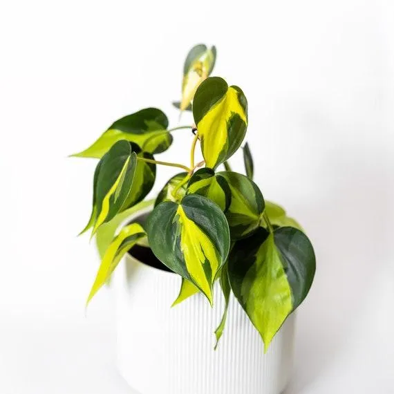 Sun Stressed Philodendron Brasil – Learn About the Unique Coloring of this Popular Houseplant photo 2