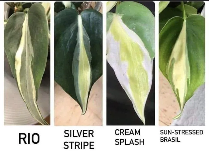 Sun Stressed Philodendron Brasil – Learn About the Unique Coloring of this Popular Houseplant photo 4
