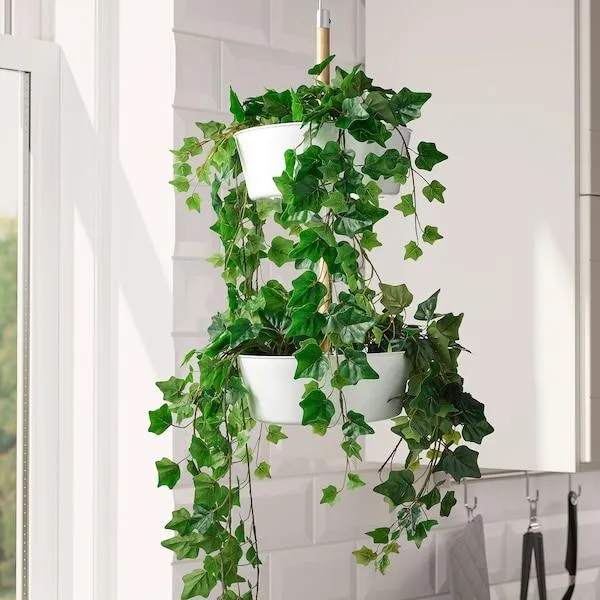 How to Care for Ivy Plants: A Complete Guide to Growing and Maintaining Ivy Indoors and Outdoors image 0