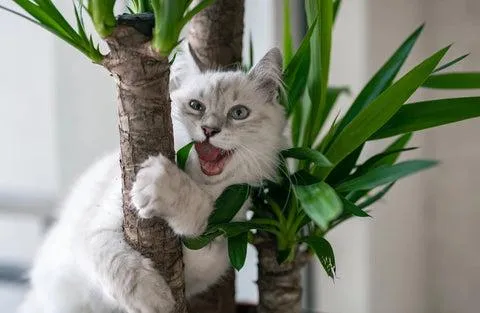 Cats and Syngonium: How to Keep Your Pets Safe Around Houseplants image 3